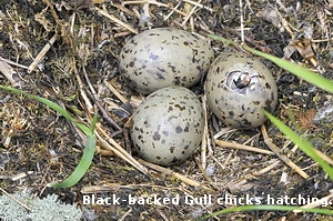 Black-backed Gull chicks hatching.
