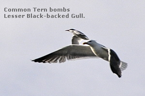 Common Tern bombs
  Lesser Black-backed Gull.