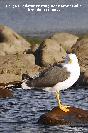 Large Predator resting near other Gulls
breeding colony.