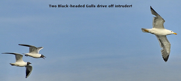 Two Black-headed Gulls drive off intruder!