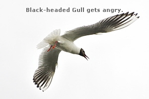 Black-headed Gull gets angry.