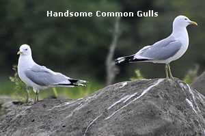 Handsome Common Gulls