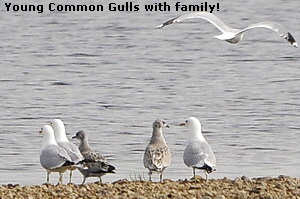 Young Common Gulls with family!