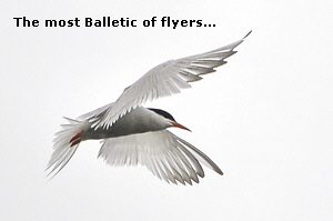 The most Balletic of flyers...