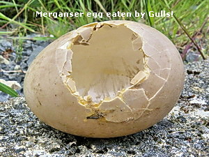 Merganser egg eaten by Gulls!