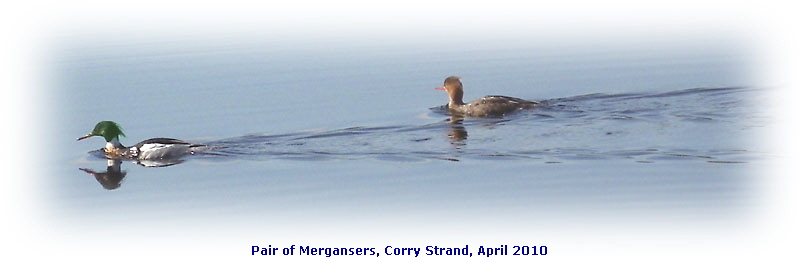 Pair of Mergansers, Corry Strand, April 2010