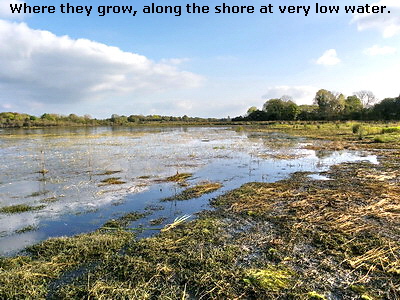 Where they grow, along the shore at very low water.