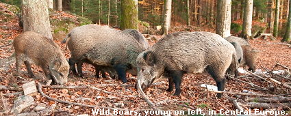 Wild Boars, young on left, in Central Europe.